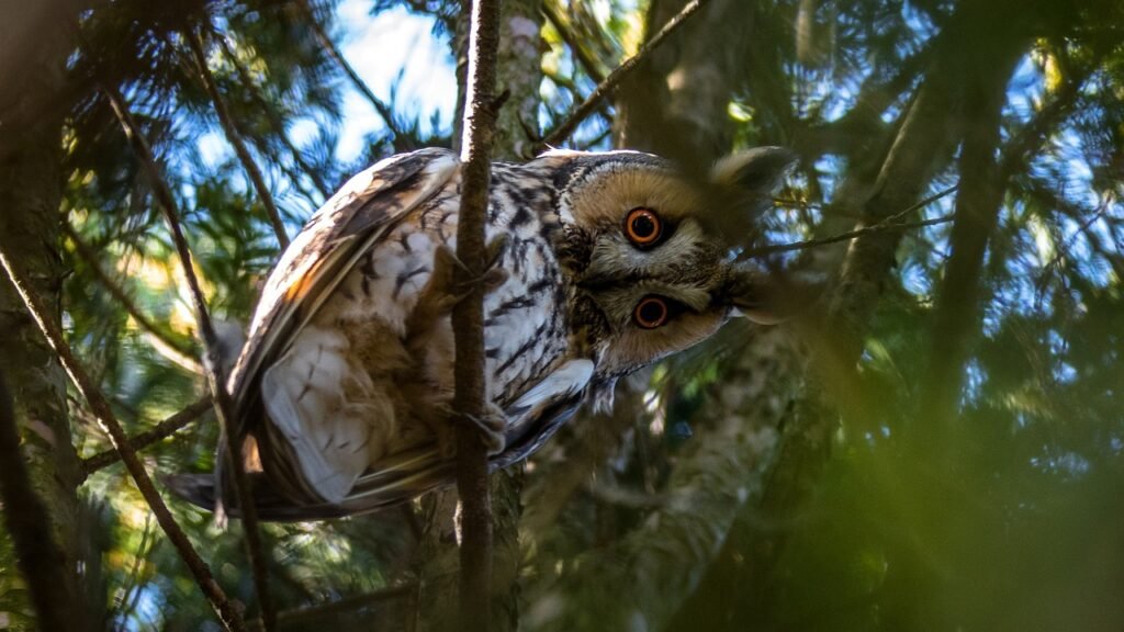 eared owl, owl, bird-2118554.jpg