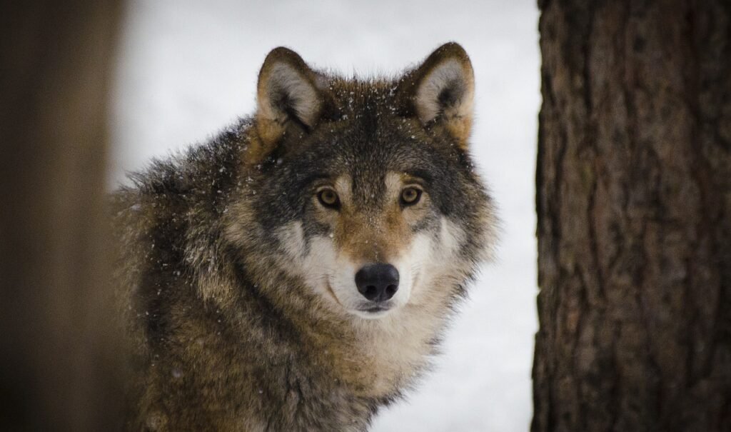 eurasian wolf, wolf, animal-2106894.jpg